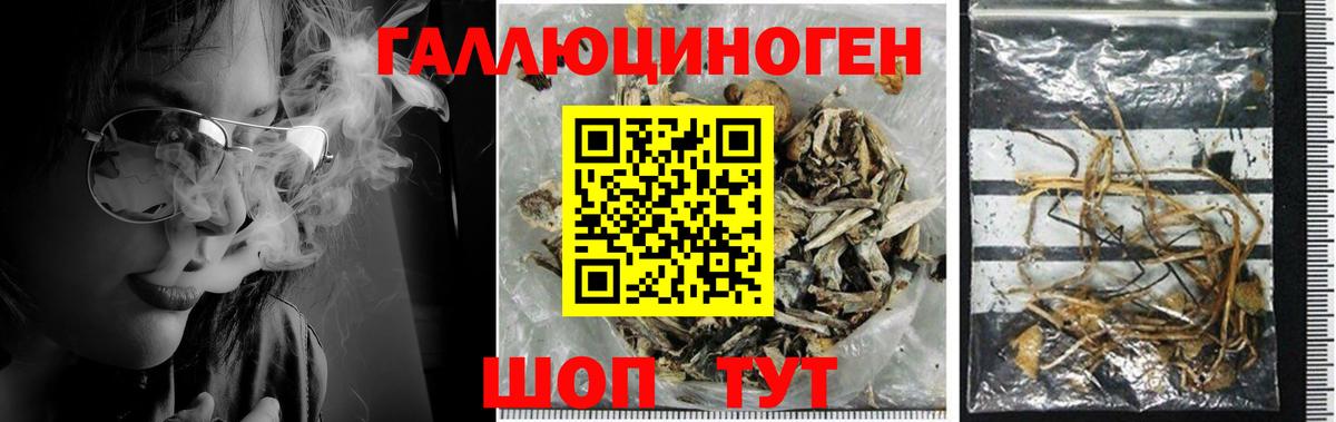 Галлюциногенные грибы Psilocybine cubensis  цена   Галлюциногенные грибы Cubensis  Новоалександровск  Вход с VPN 
